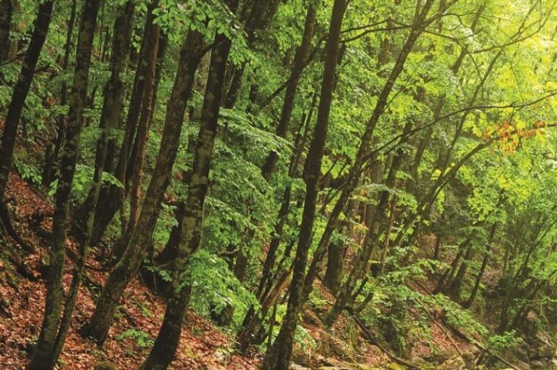 State Circle: Banking on the trees