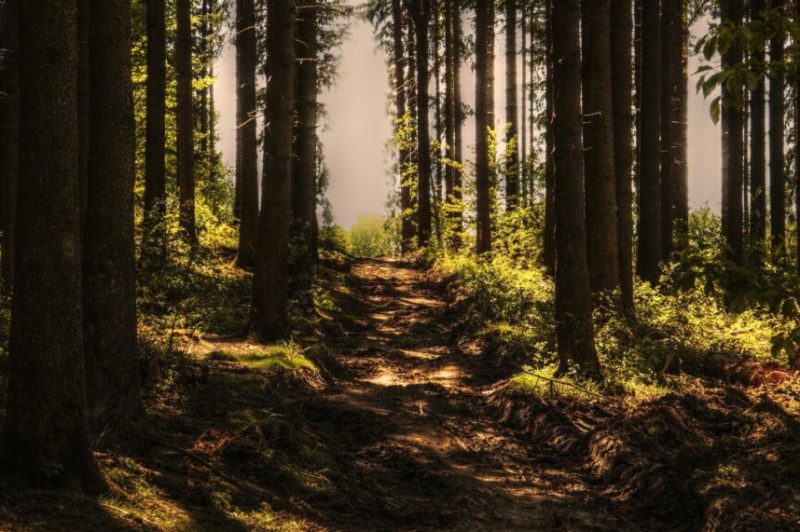 Legislators consider bill to overturn AG opinion on forest banking