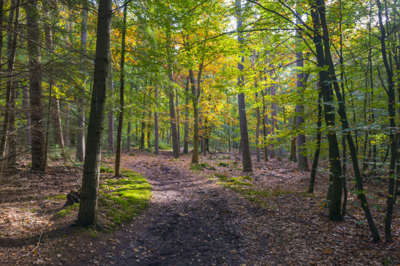Developers face new changes in forest conservation policies