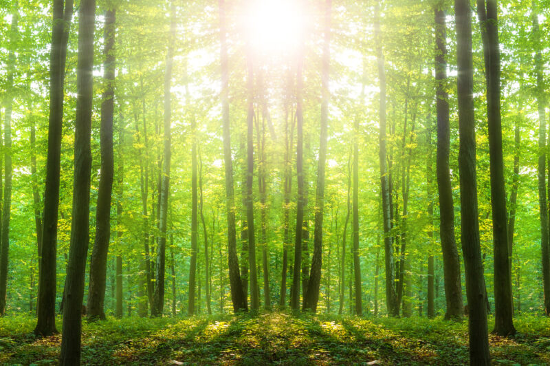 Assembly approves major changes to Forest Conservation Act